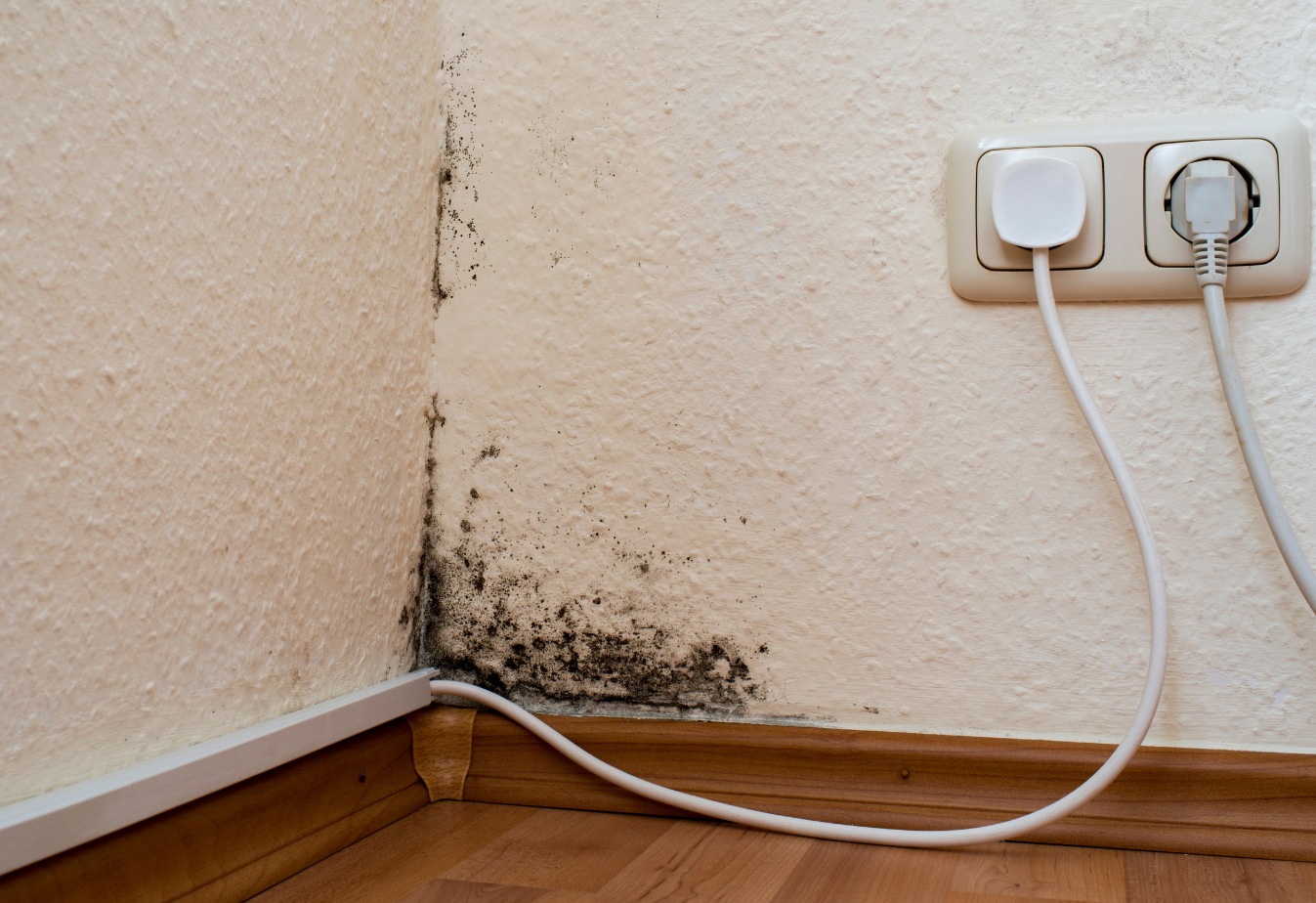 the corner of a white wall with black mold growing above a baseboard, an outlet is on the top right of the photo with two things plugged in